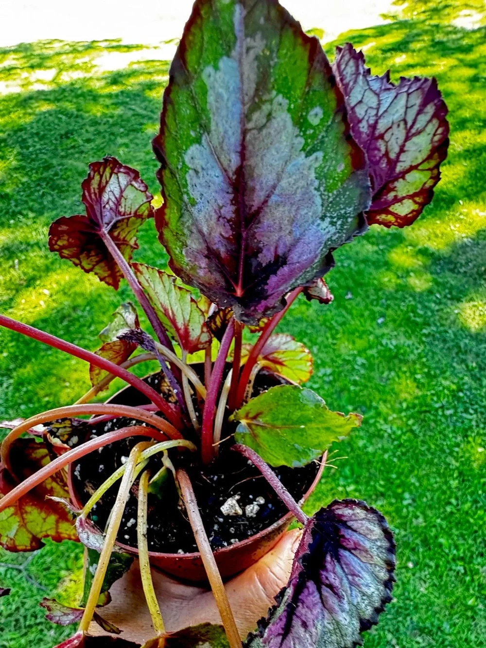 Indoor Potted Begonia with Purple-Green Leaves - Unbranded